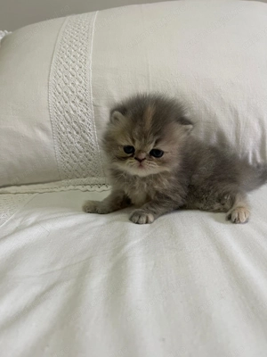 Persană Chinchilla   kitten - imagine 3