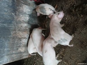 Purcei de vânzare vânzare  - imagine 2