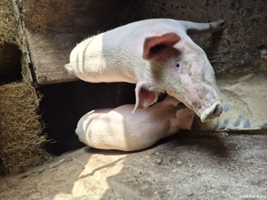 vand porci marele alb  - imagine 3