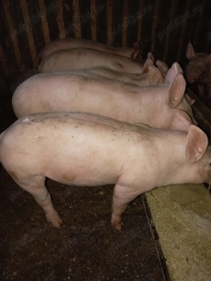 Vând purcei și scrofite de 8 săptămâni. 7M 4F
