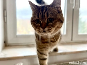 Pui pisica scottish straight golden tabby