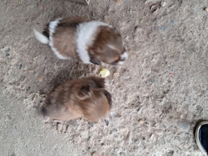 Vând căței Pechinezi 