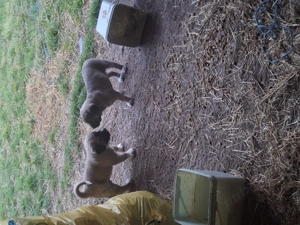 Catei de vanzare  foarte frumoși!  - imagine 2