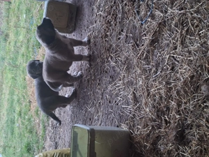 Catei de vanzare  foarte frumoși!  - imagine 3