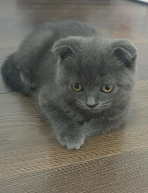 De vinzare motanel,scottish fold