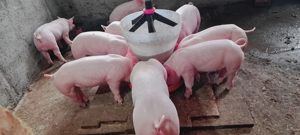 Vand       purcei      . - imagine 2