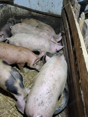 Purcei de 80-100 kg de vanzare - imagine 2