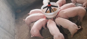 Vand       purcei      . - imagine 3