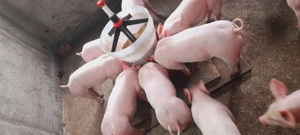 Vand       purcei      . - imagine 4