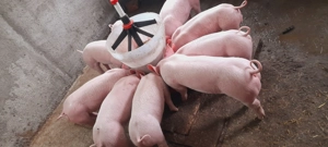 Vand       purcei      .