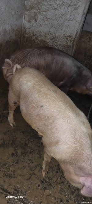 Vând porc  - imagine 3