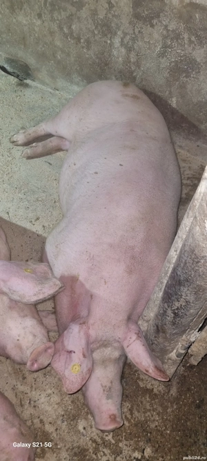 Vând porc  - imagine 4