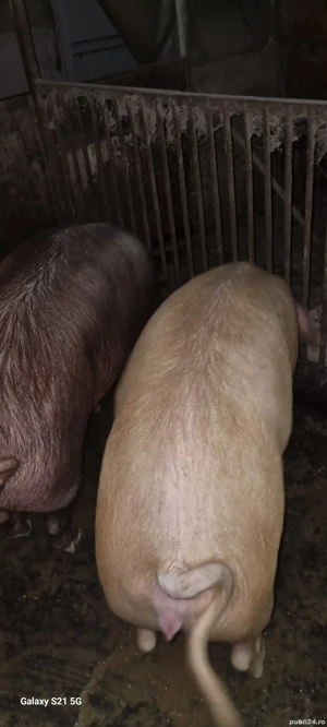 Vând porc pentru Crăciun 