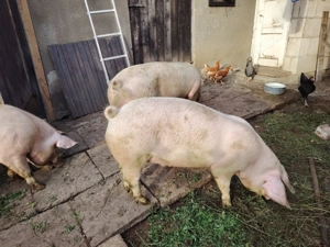 Vind porci între 100 și 140 kg 