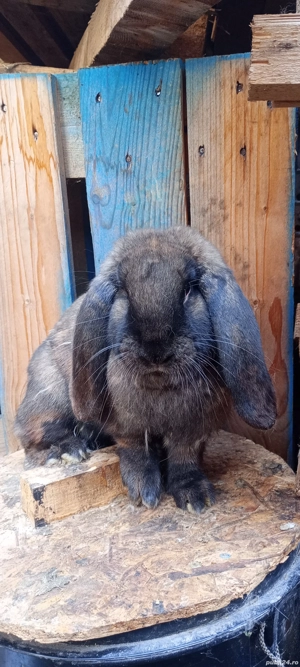 femele berbec german  - imagine 2