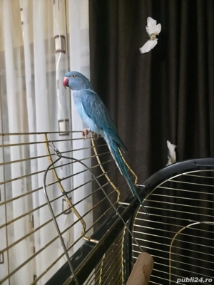 Micul Alexander își caută un nou cămin!