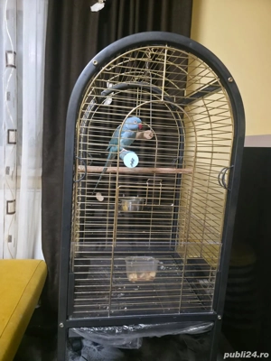 Micul Alexander își caută un nou cămin! - imagine 3