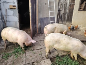 Vind porci între 100 și 140 kg  - imagine 2