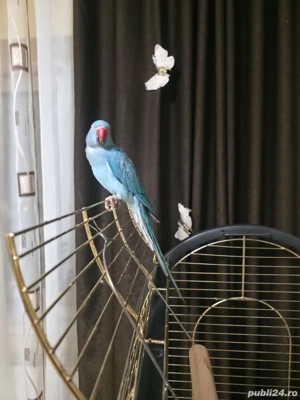 Micul Alexander își caută un nou cămin! - imagine 2