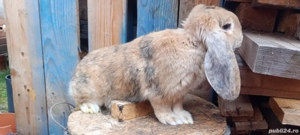 femele berbec german  - imagine 5