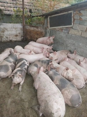 Porci pentru Crăciun 