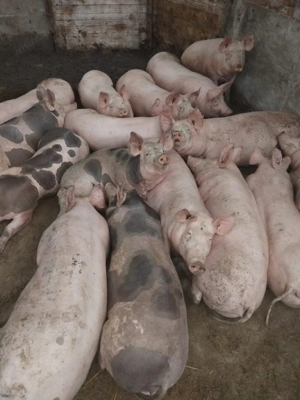 Porci pentru Crăciun  - imagine 2