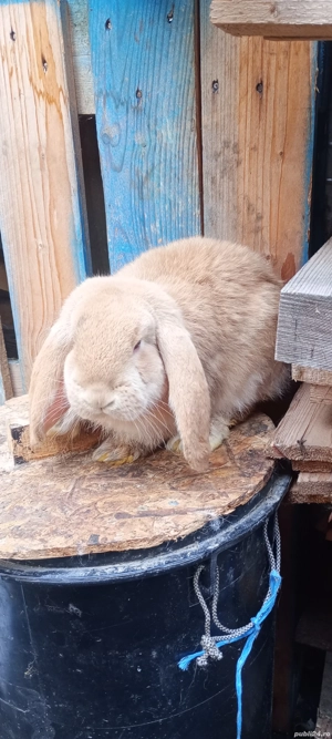 vand masculi berbec german arlechin - imagine 3