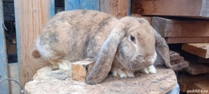 vand masculi berbec german arlechin - imagine 2