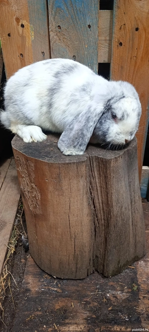 vand masculi berbec german arlechin