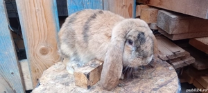 vand masculi berbec german arlechin - imagine 4