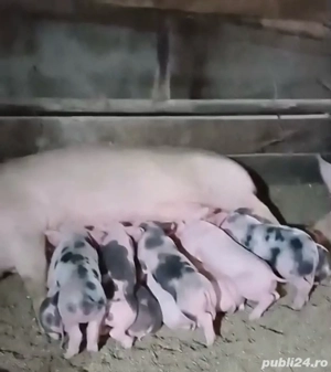 Porci si purcei de vanzare