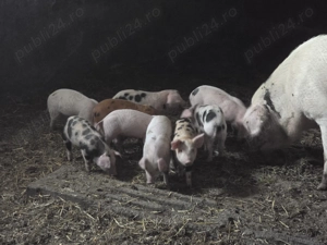 Vand Purcei  Rasa de carne