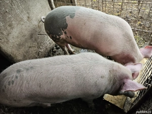 porci de vinzare