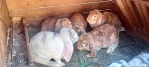 vand masculi berbec german arlechin - imagine 5