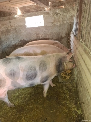 Pentru masa de Crăciun.  - imagine 5