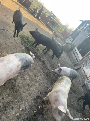 porci de vanzare.