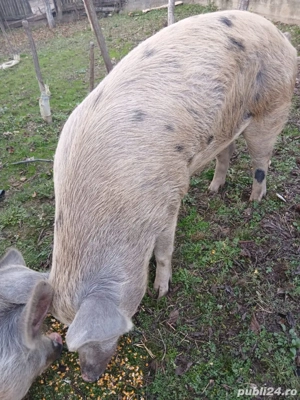 porci disponibili pentru craciun  - imagine 2