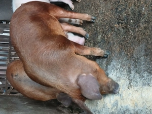 Porci de vanzare....