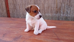 Pui Jack Russell îşi caută stăpâni!
