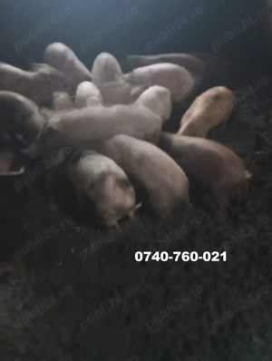 Vand Purcei cu 250 Ron bucata