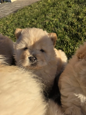 Chow Chow de Vanzare! - imagine 3
