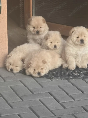 Chow Chow de Vanzare!