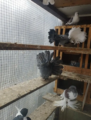 Voltați de vânzare 