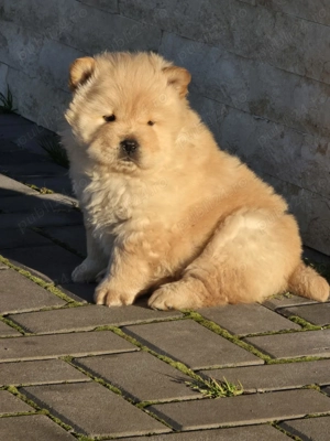 Chow Chow de Vanzare! - imagine 2