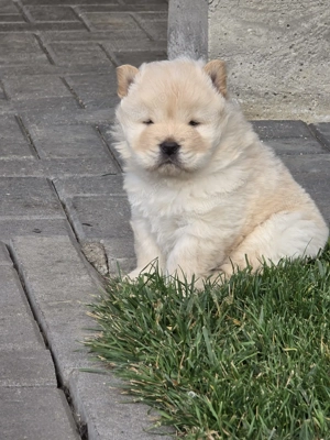 Chow Chow de Vanzare! - imagine 4