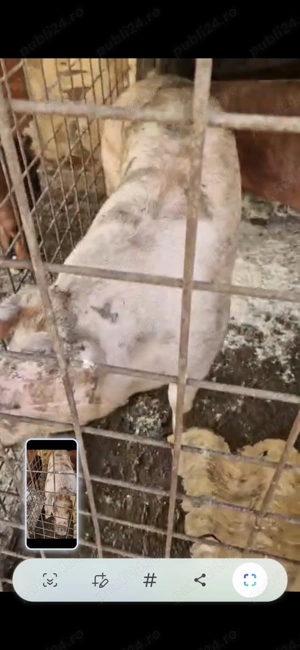 Porci crescuți natural - imagine 2