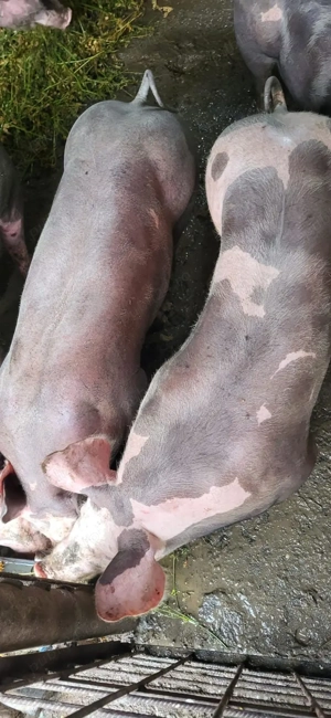 Purcei de vanzare pentru Craciun