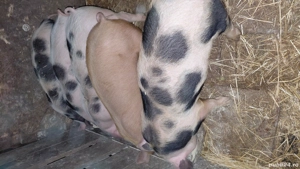 purcei de vânzare  - imagine 4