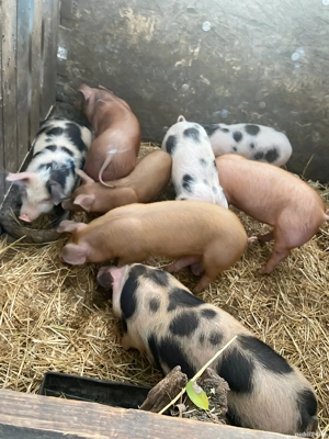 purcei de vânzare  - imagine 3