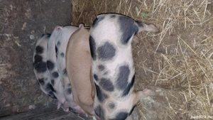 purcei de vânzare  - imagine 5